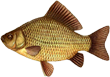 Карась золотой
