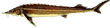Стерлядь Сибирская