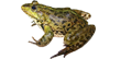 Лягушка