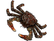 Колючий краб