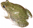 Пятнистая озерная лягушка