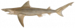 Акула копьезубая