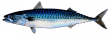 Макрель голубая