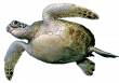 Черепаха зеленая