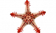 Морская звезда красношипая