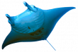 Манта