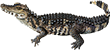 Кайман гладколобый