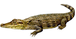 Кайман крокодиловый