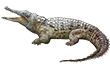 Оринокский крокодил