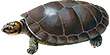 Тартаруга