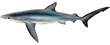 Акула серо-голубая