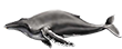 Кит горбатый