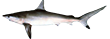 Акула серо-бурая