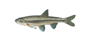 Елец-андруга