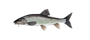 Усач Валецкого