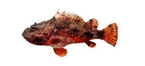 Золотистая скорпена