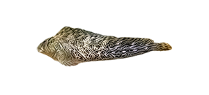 Морская собачка