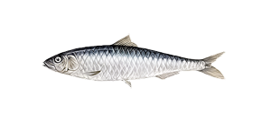 Сардина европейская