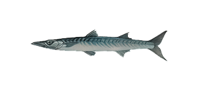 Сфирена мелкочешуйная