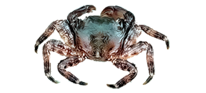 Краб Мраморный