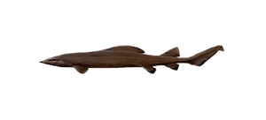 Акула мелкозубая