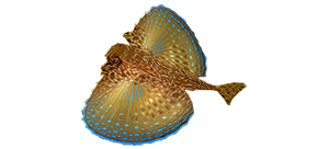 Долгопер средиземноморский