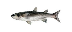 Кефаль-губач