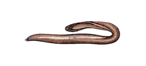 Миксина атлантическая