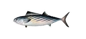 Пеламида атлантическая