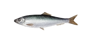 Шпрот европейский