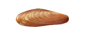 Морской финик