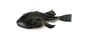 Морской черт