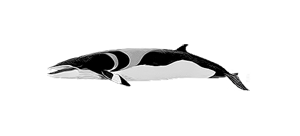 Полосатик карликовый