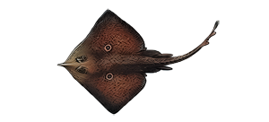 Скат гладкий