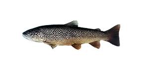 Форель мраморная