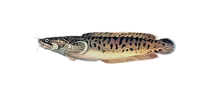 Налим средиземноморский