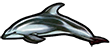 Косаткодельфин