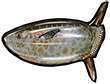 Рыба-луна овальная
