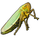 Цикада зеленая