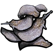 Мясо прудовика